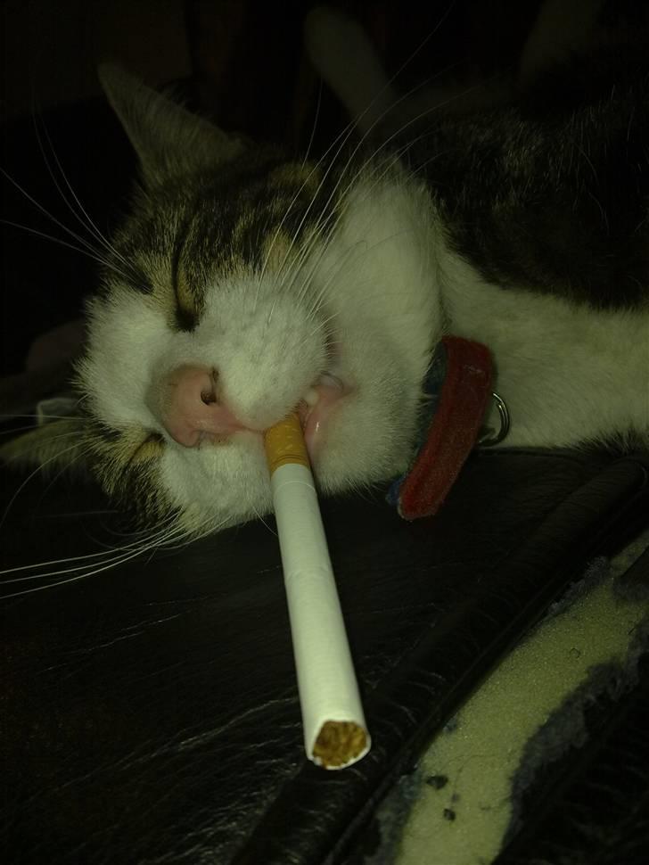 Huskat Ollie :( R.I.P :( - Ollie ligger og sover med en smøj  billede 9