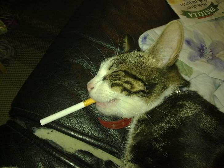 Huskat Ollie :( R.I.P :( billede 10