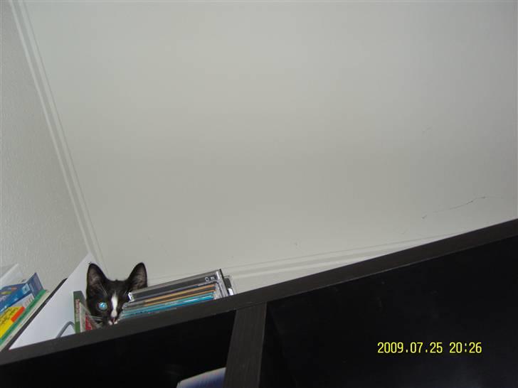 Blanding af racer Robin *Min Mors Mis* billede 3