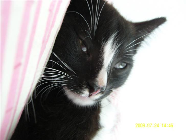 Blanding af racer Robin *Min Mors Mis* billede 4