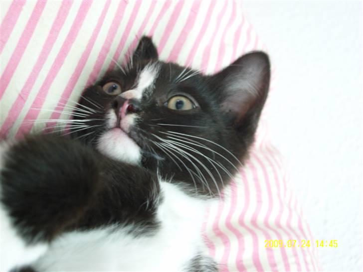 Blanding af racer Robin *Min Mors Mis* billede 5