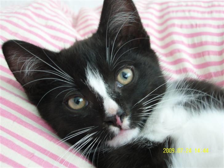 Blanding af racer Robin *Min Mors Mis* billede 6