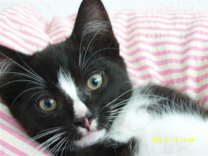 Blanding af racer Robin *Min Mors Mis* billede 7