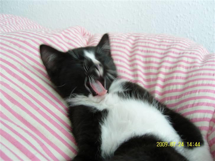 Blanding af racer Robin *Min Mors Mis* billede 8