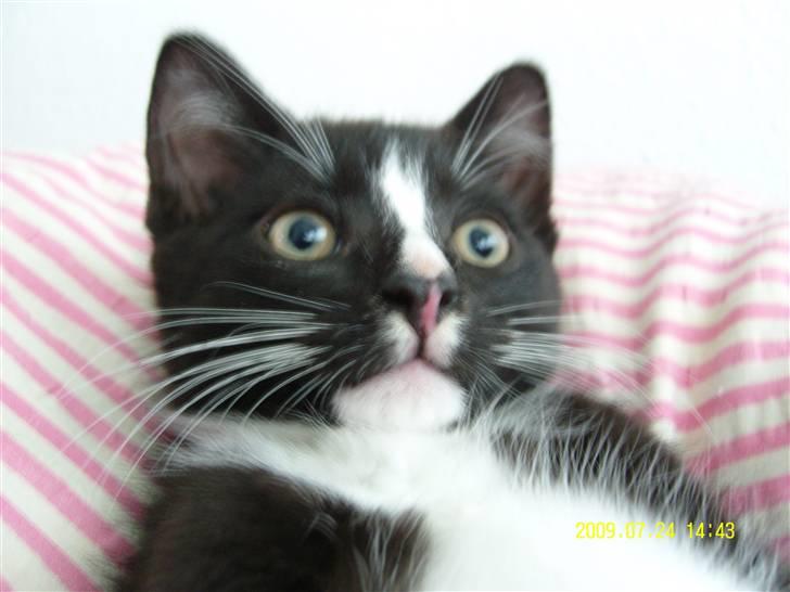 Blanding af racer Robin *Min Mors Mis* billede 9