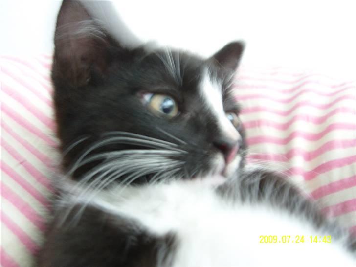 Blanding af racer Robin *Min Mors Mis* billede 10