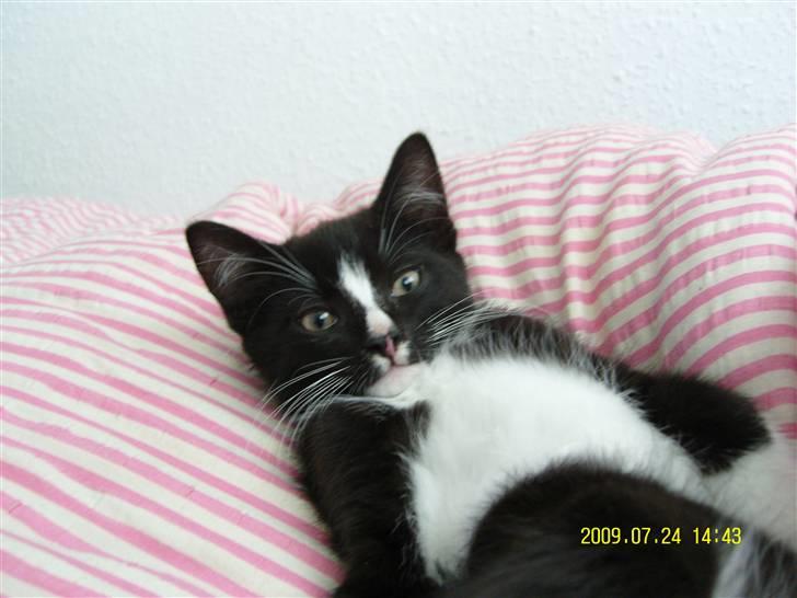 Blanding af racer Robin *Min Mors Mis* billede 11