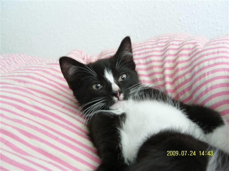 Blanding af racer Robin *Min Mors Mis* billede 12