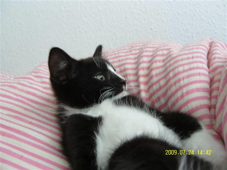 Blanding af racer Robin *Min Mors Mis* billede 14