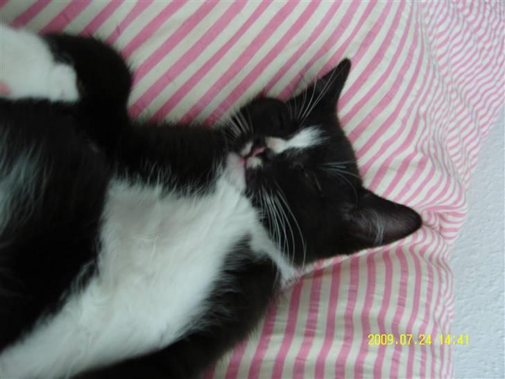 Blanding af racer Robin *Min Mors Mis* billede 15