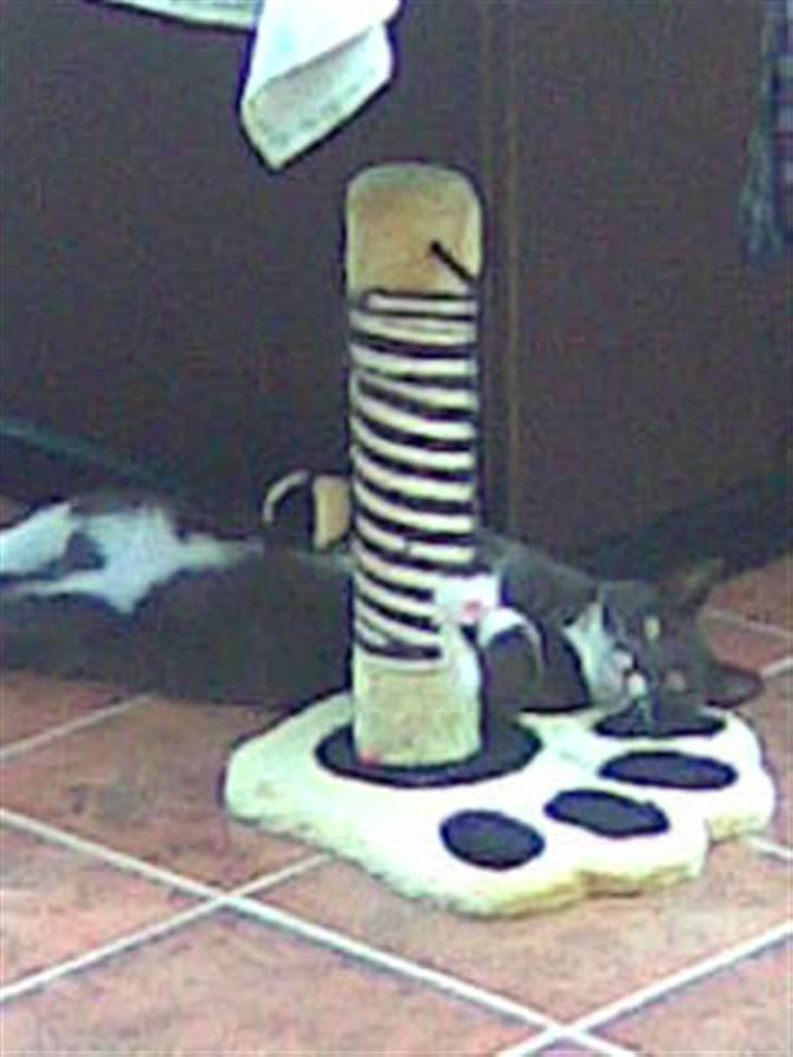 Huskat Pepsi billede 1