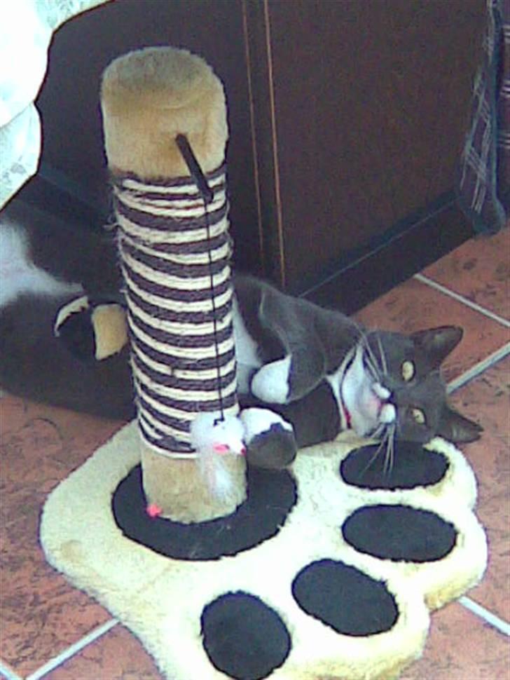 Huskat Pepsi billede 2