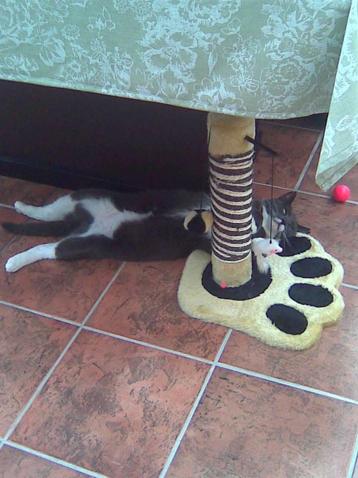 Huskat Pepsi billede 3