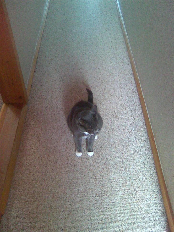 Huskat Pepsi billede 4