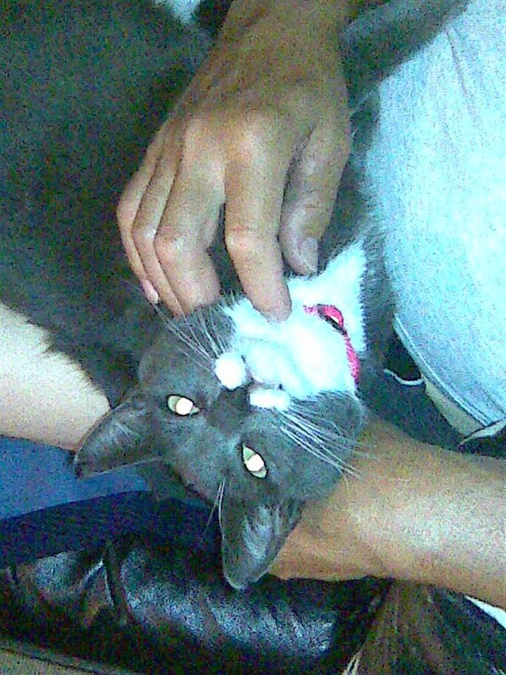 Huskat Pepsi billede 5