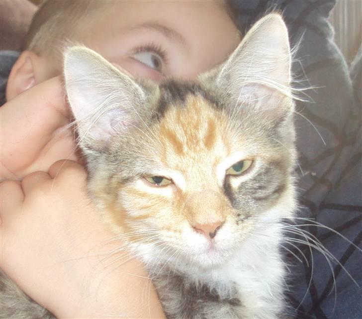 Blanding af racer Mary lou billede 1