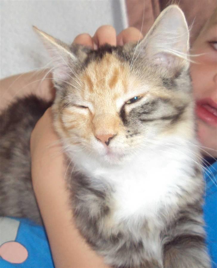 Blanding af racer Mary lou billede 2