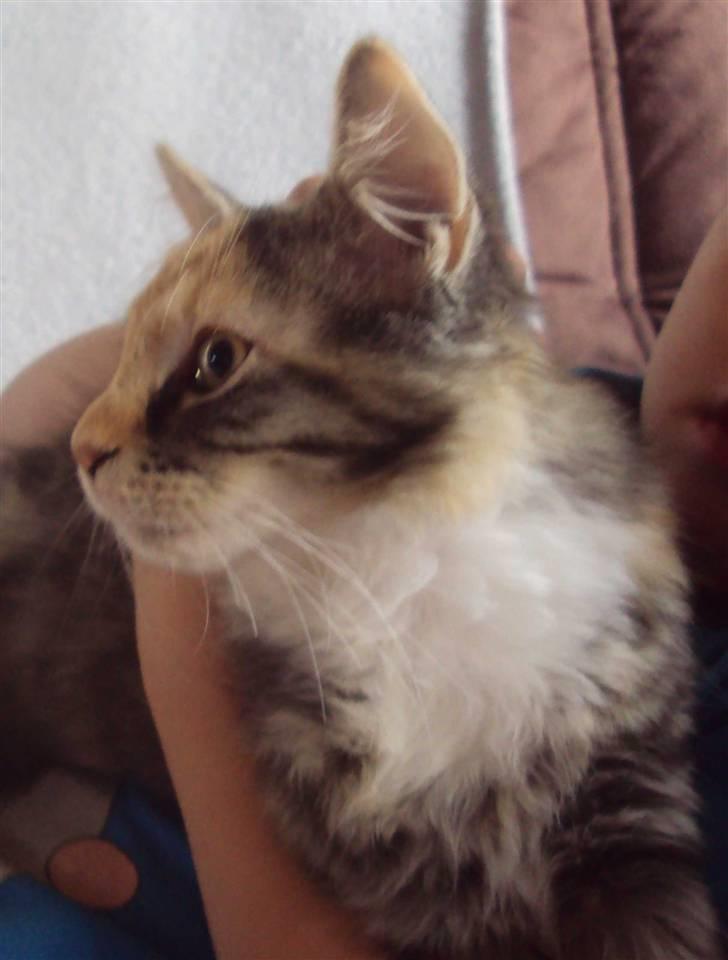 Blanding af racer Mary lou billede 3