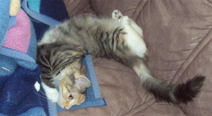 Blanding af racer Mary lou billede 4