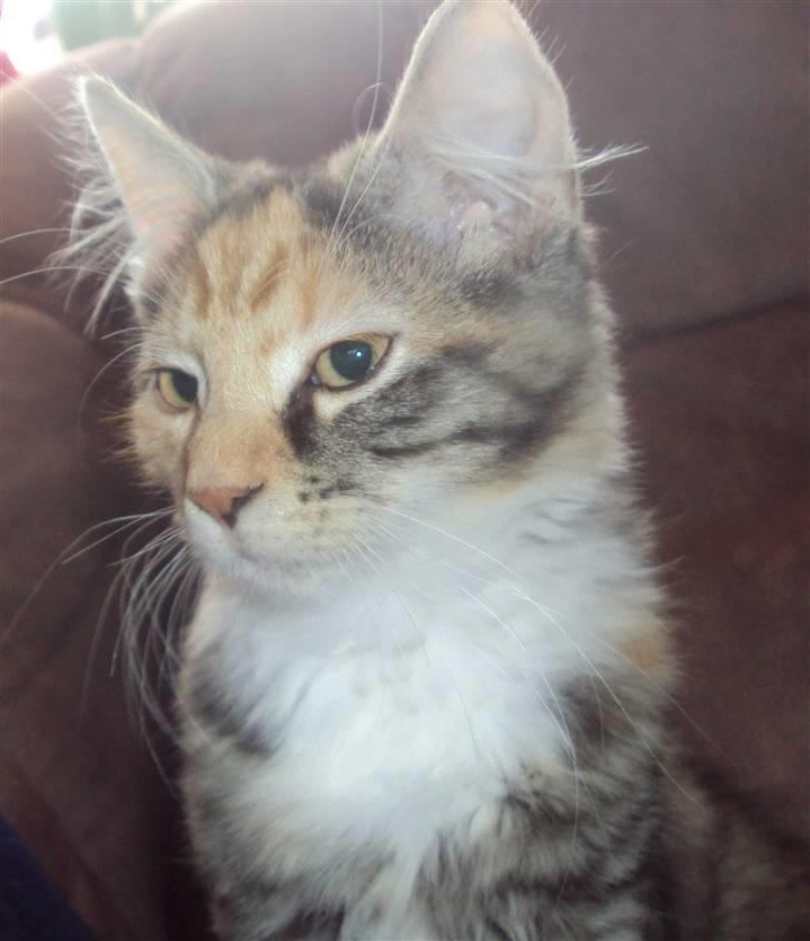 Blanding af racer Mary lou billede 5