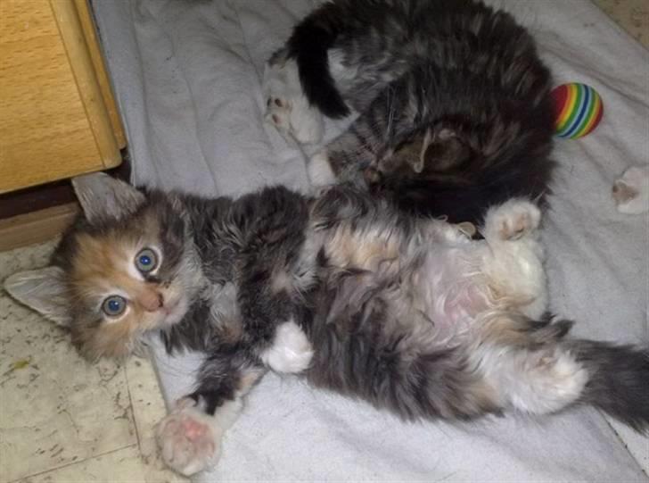 Blanding af racer Mary lou billede 6