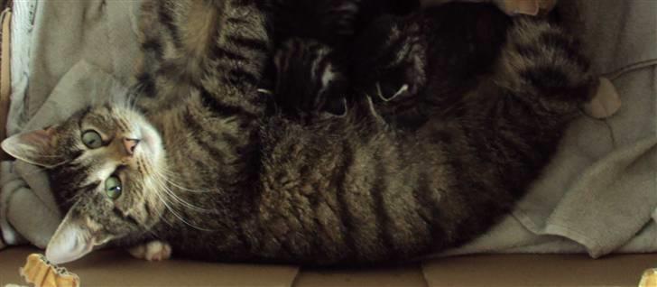 Huskat "Jose" Fine billede 7