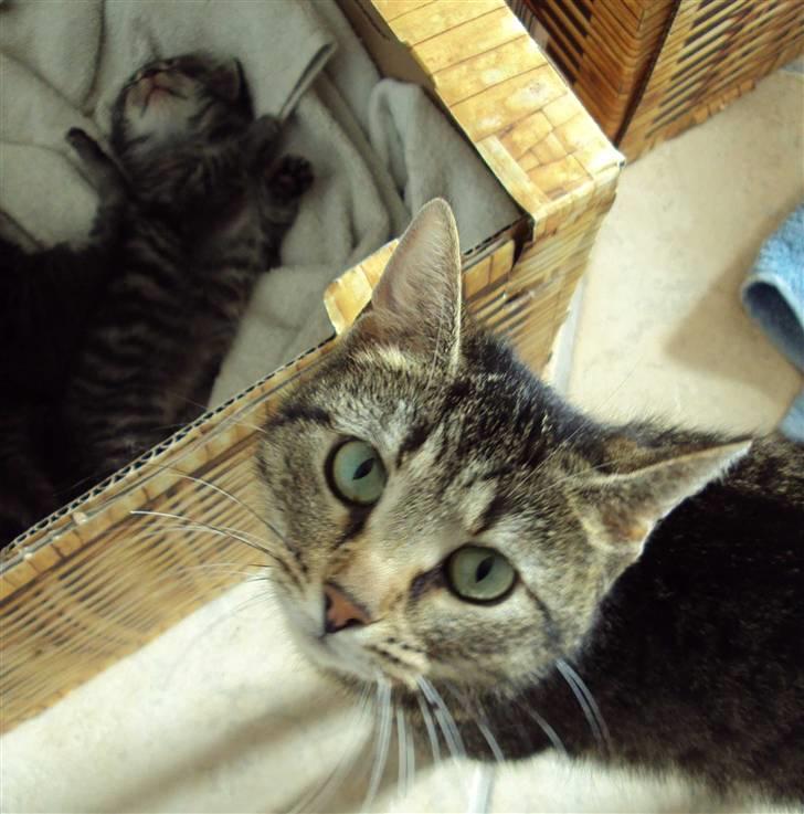 Huskat "Jose" Fine billede 8