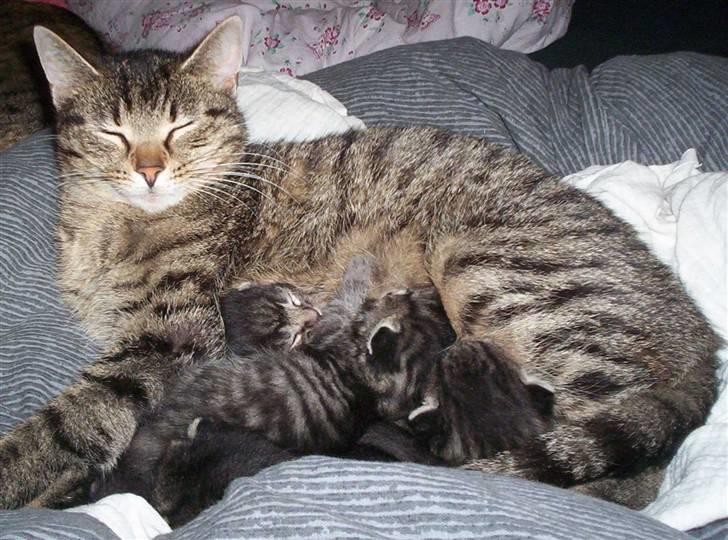 Huskat "Jose" Fine - Her ligget hun så med det første hold killinger i 09 og ja.. hmm der er kommet en mere billede 9