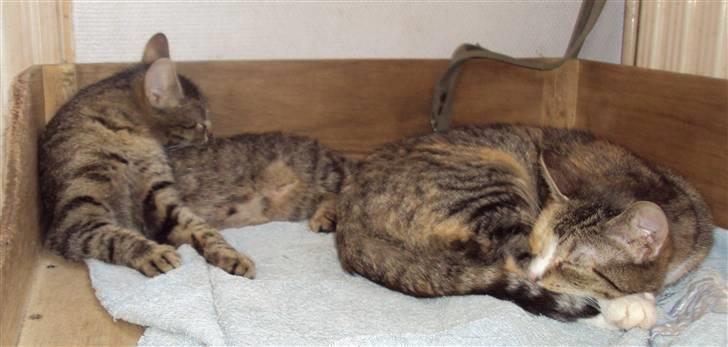 Huskat "Jose" Fine billede 10