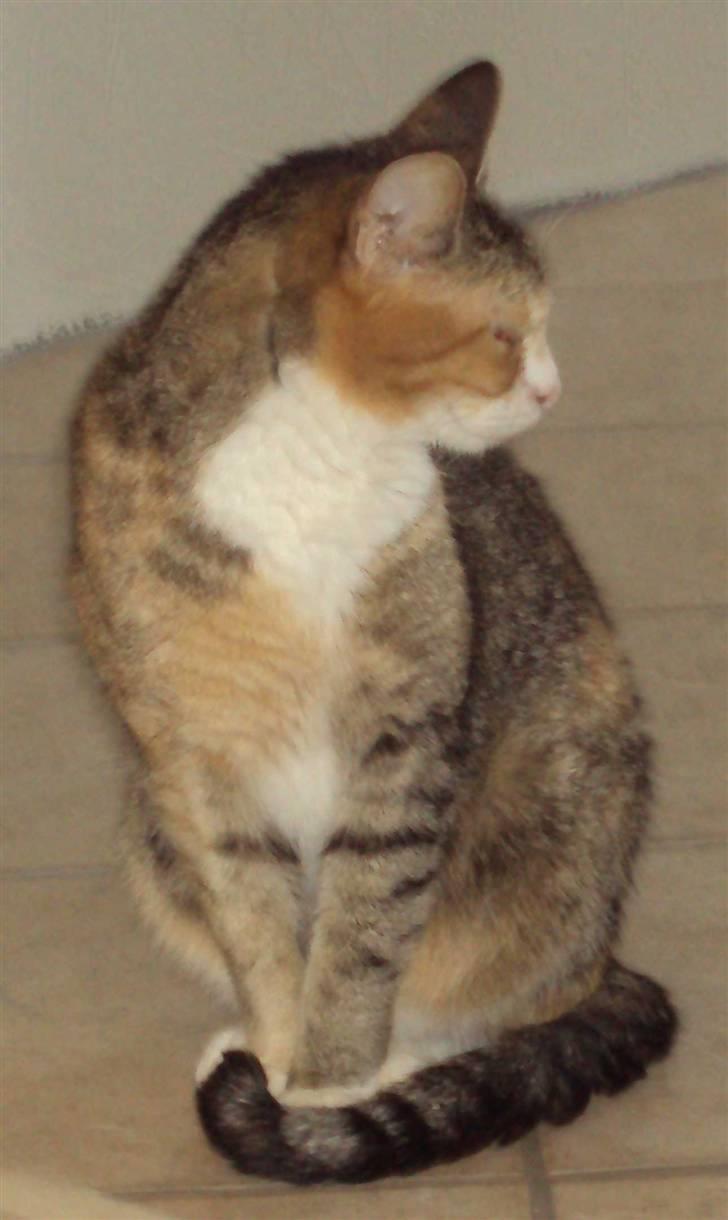 Huskat Mille billede 9