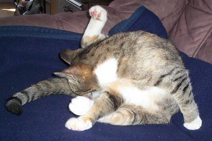 Huskat Mille billede 10