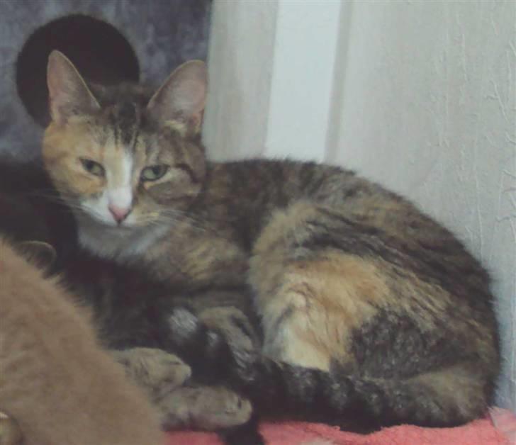 Huskat Mille billede 11