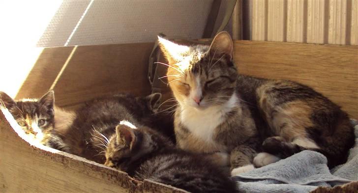 Huskat Mille billede 12