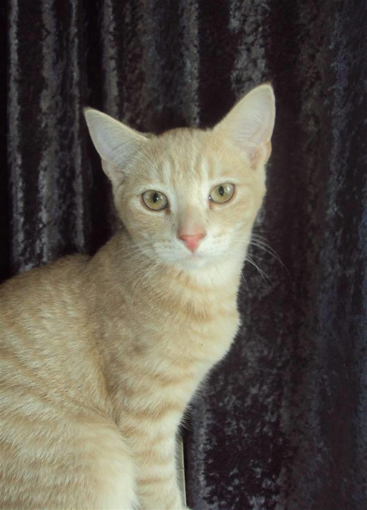 Huskat Simba billede 1