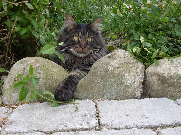 Maine Coon Gaby billede 15