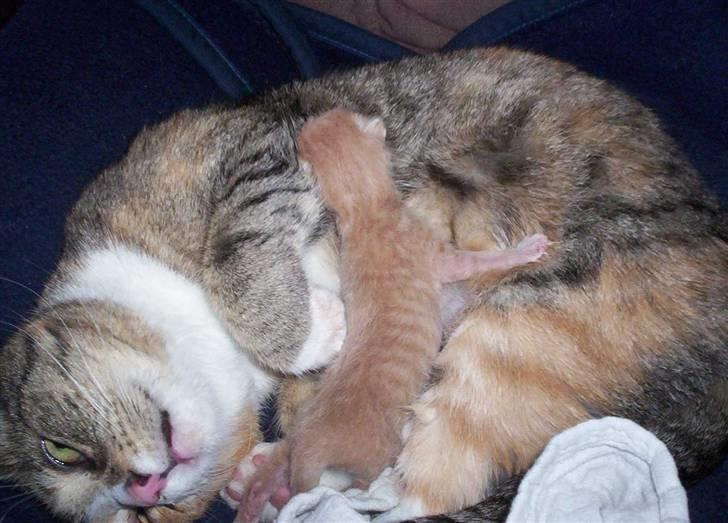 Huskat Simba billede 2