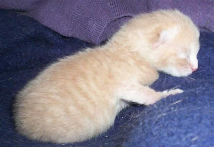 Huskat Simba billede 3