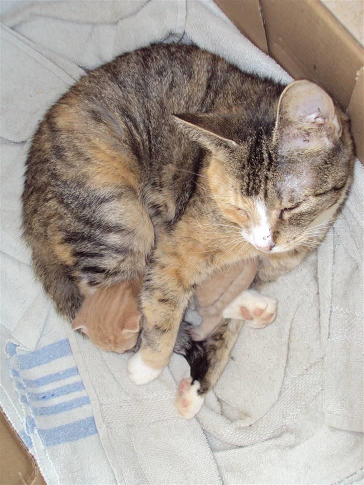 Huskat Simba billede 4