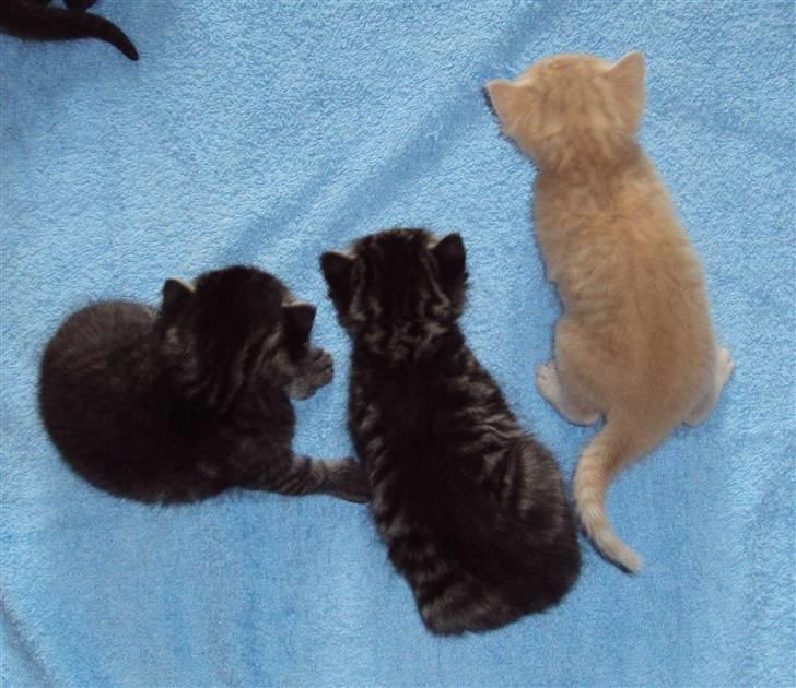 Huskat Simba billede 5