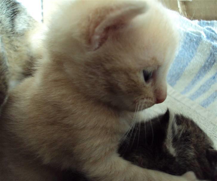 Huskat Simba billede 6