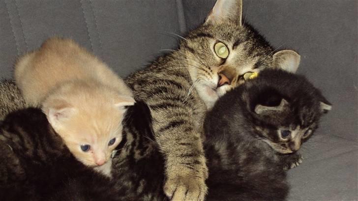 Huskat Simba billede 7