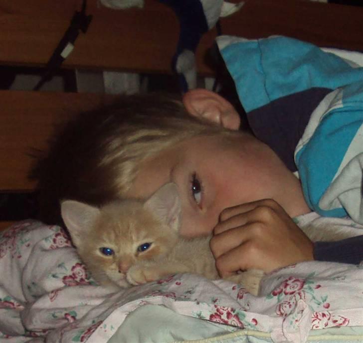 Huskat Simba billede 8