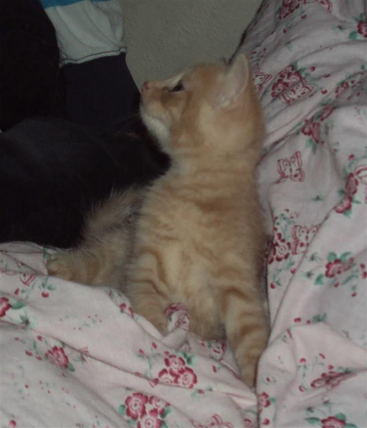 Huskat Simba billede 9