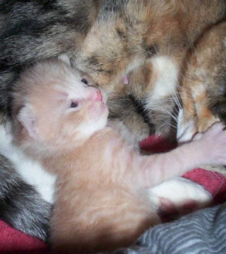 Huskat Simba billede 10