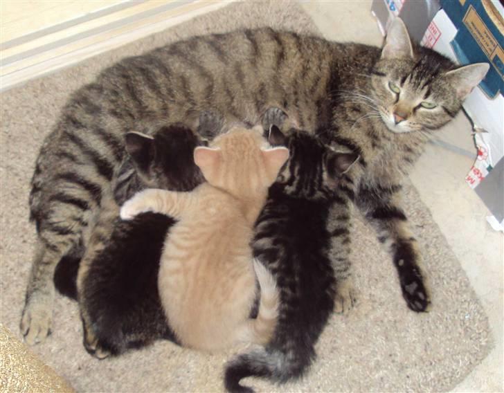 Huskat Simba billede 11