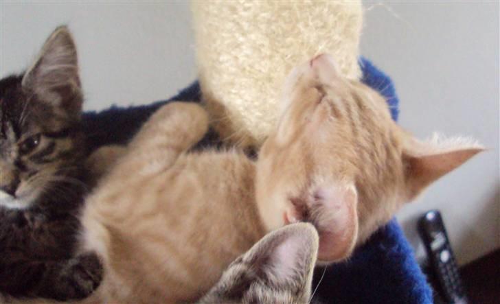 Huskat Simba billede 12