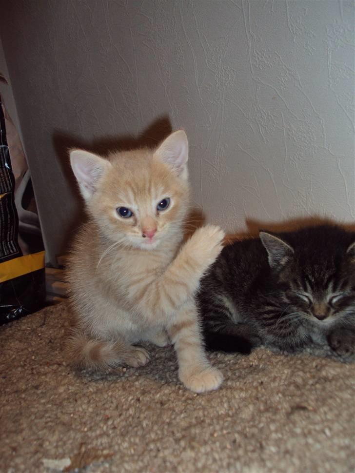 Huskat Simba - Meeeen jeg kan karate billede 13