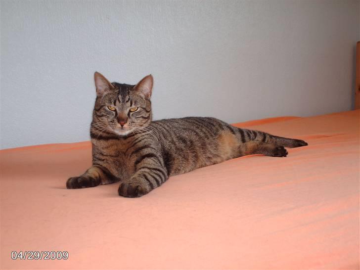 Huskat pelle - dejlig mig billede 18