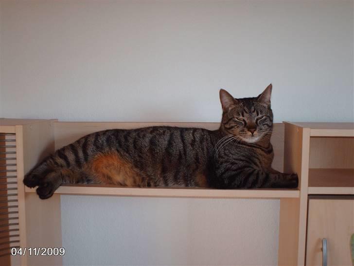 Huskat pelle - her ligger man dejlig. billede 19