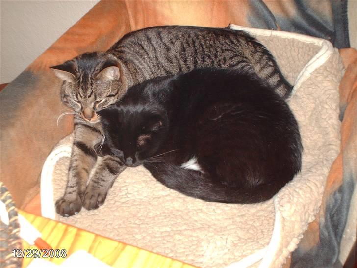 Huskat tot - min dejlig søn pelle.  billede 15